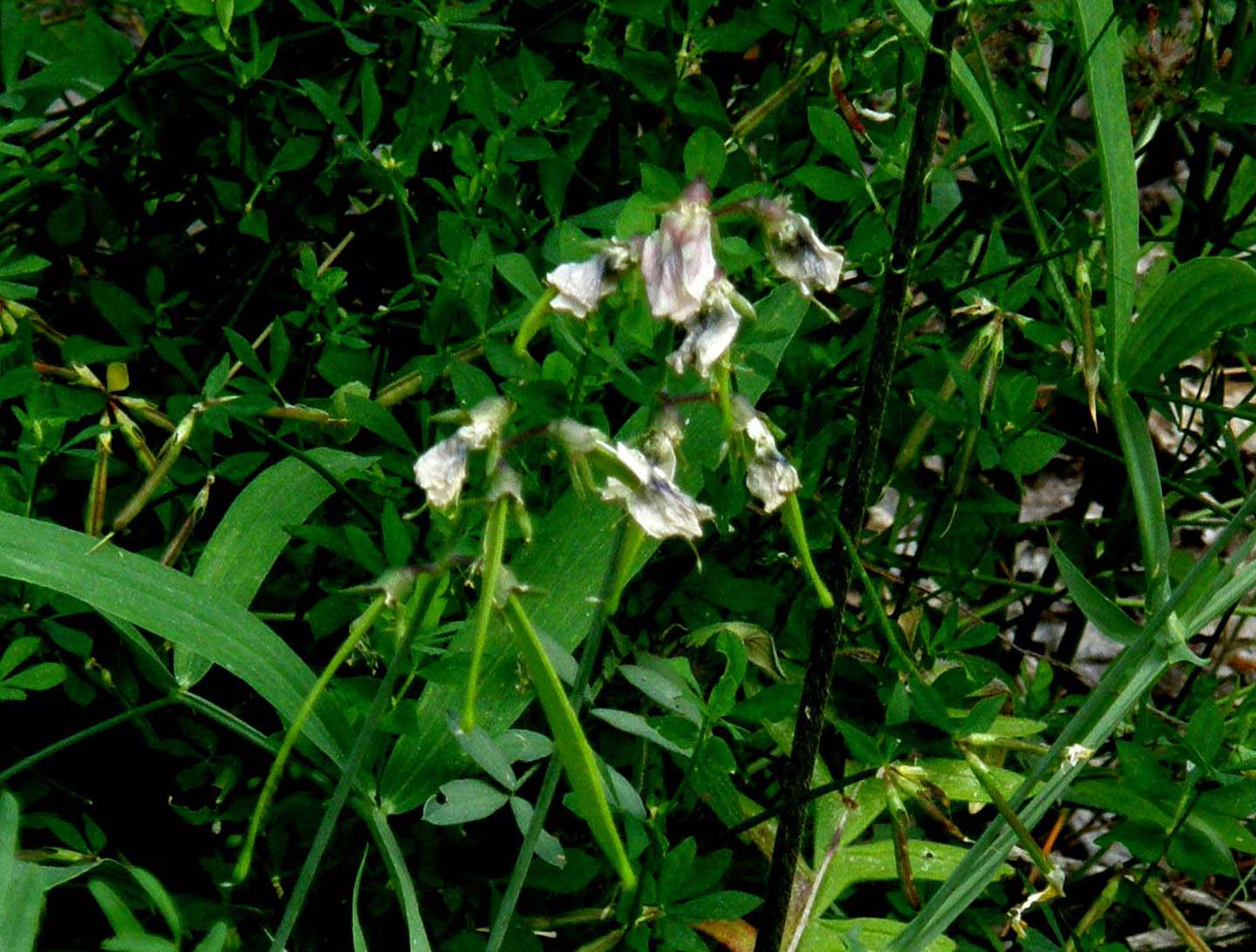 Lathyrus cfr. latifolius (Fabaceae)